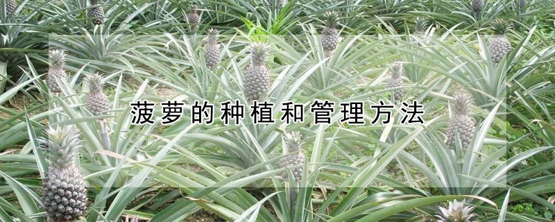 菠蘿的種植和管理方法