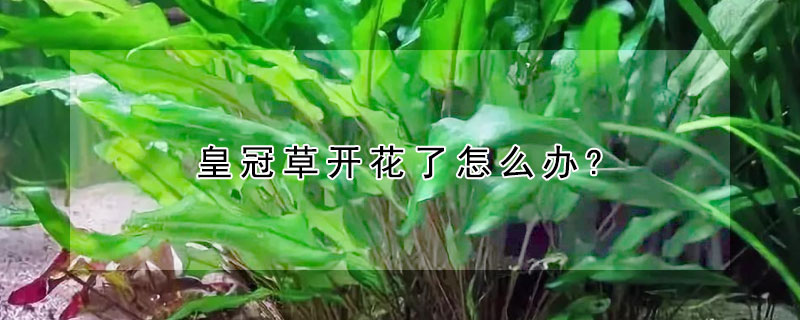 皇冠草開花了怎麼辦?