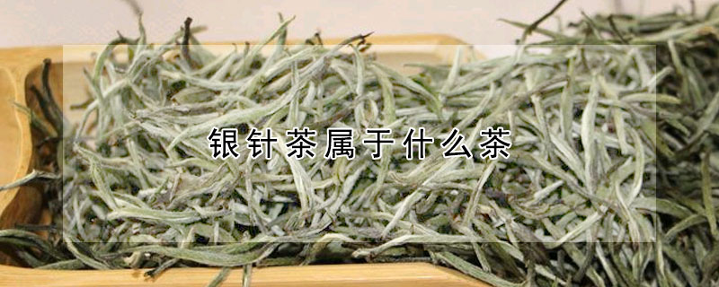 銀針茶屬於什麼茶