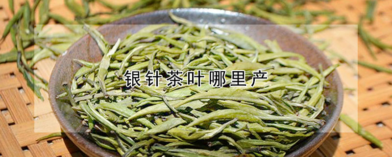 銀針茶葉哪裏產