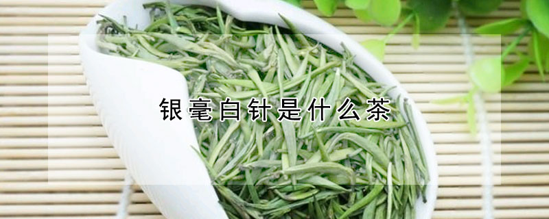 銀毫白針是什麼茶