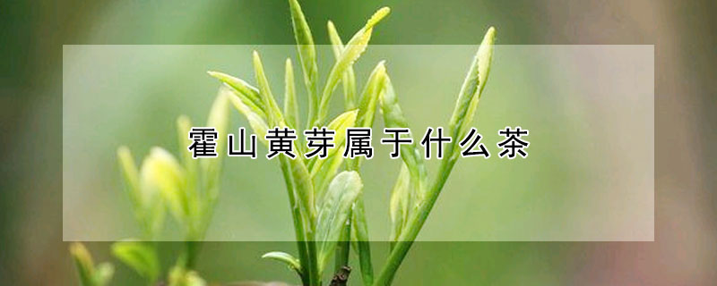 霍山黃芽屬於什麼茶