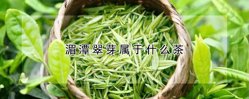 湄潭翠芽屬於什麼茶