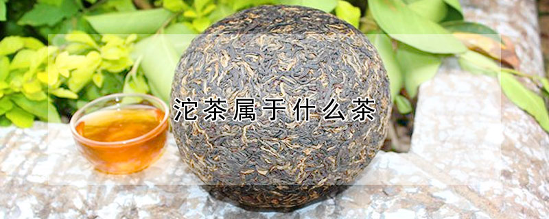 沱茶屬於什麼茶