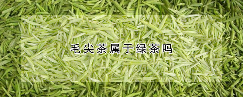 毛尖茶屬於綠茶嗎