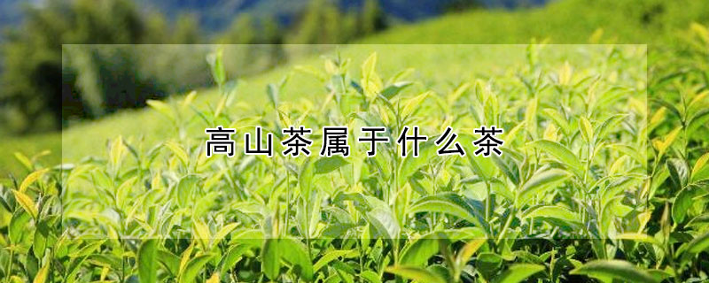 高山茶屬於什麼茶