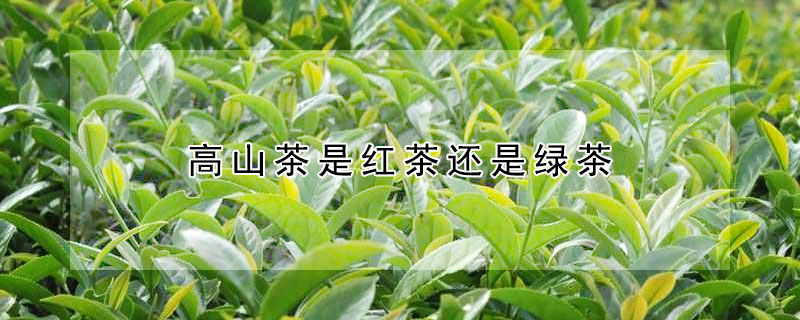 高山茶是紅茶還是綠茶