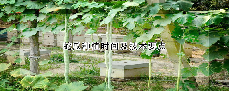 蛇瓜種植時間及技術要點