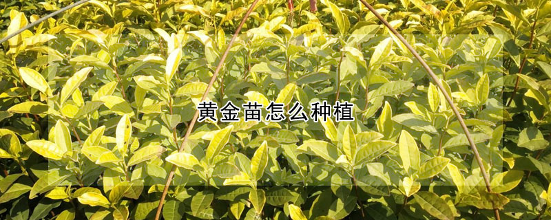 黃金苗怎麼種植