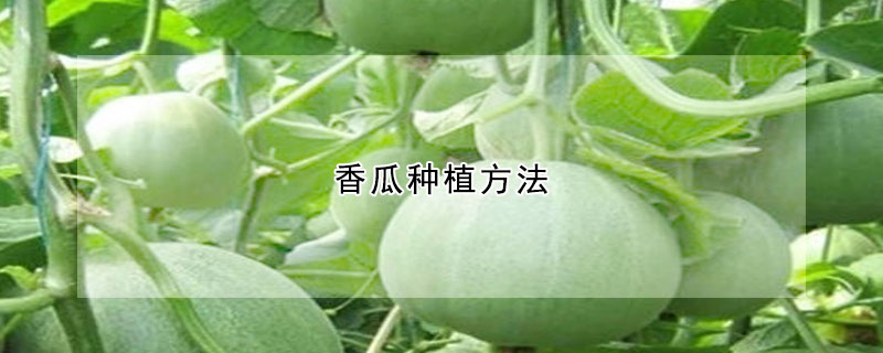 香瓜種植方法