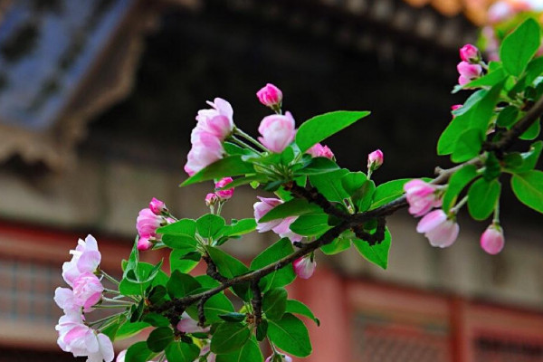 玻璃海棠花怎麼養