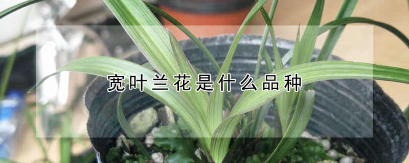 寬葉蘭花是什麼品種