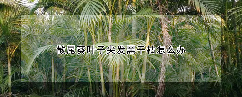 散尾葵葉子尖發黑幹枯怎麼辦