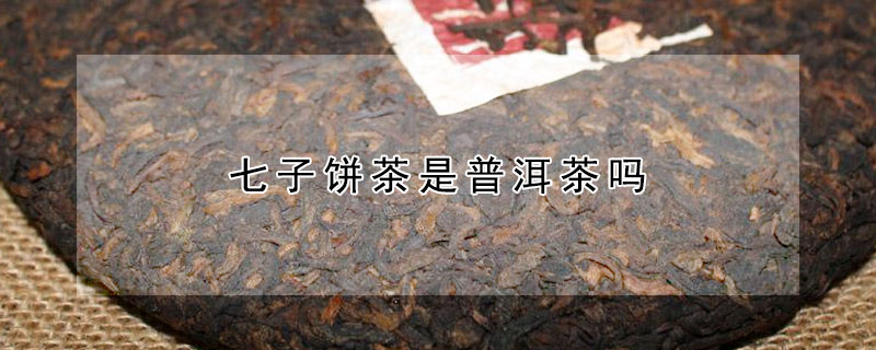 七子餅茶是普洱茶嗎