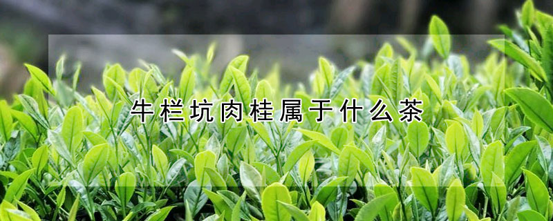 牛欄坑肉桂屬於什麼茶