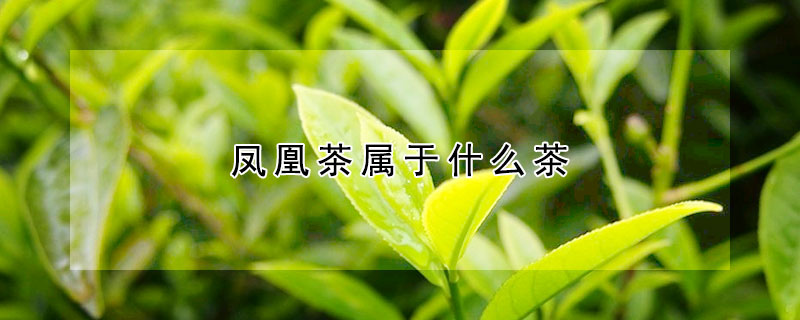 鳳凰茶屬於什麼茶