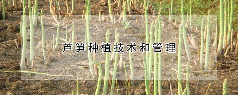 蘆筍種植技術和管理