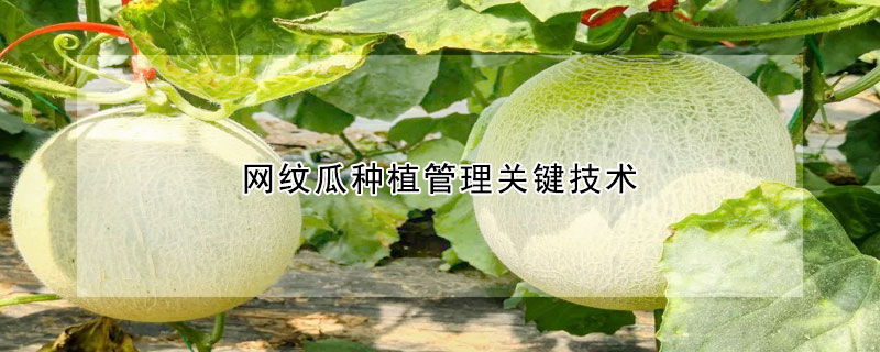 網紋瓜種植管理關鍵技術