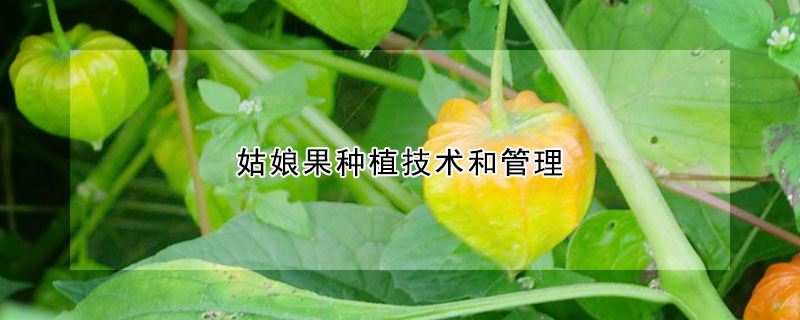 姑娘果種植技術和管理