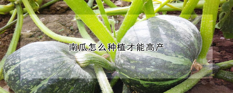 南瓜怎麼種植才能高產