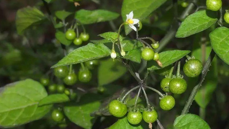 龍葵花長什麼樣子