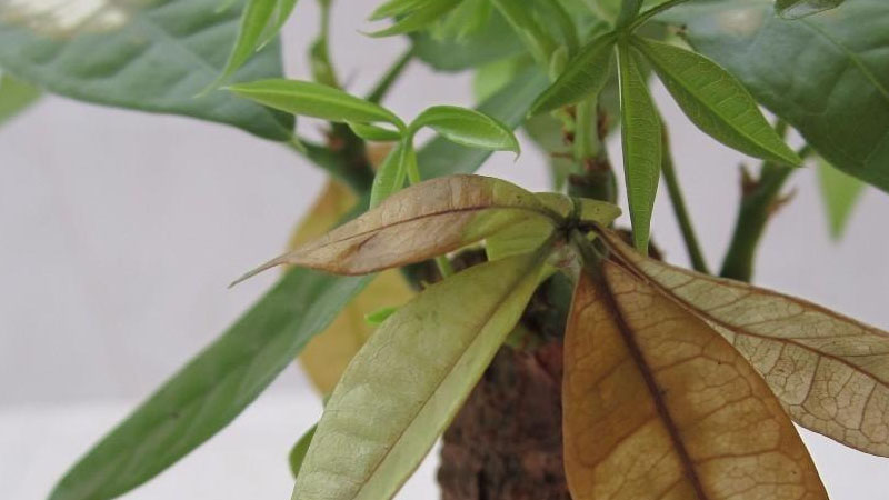 發財樹葉尖發黃幹枯怎麼回事