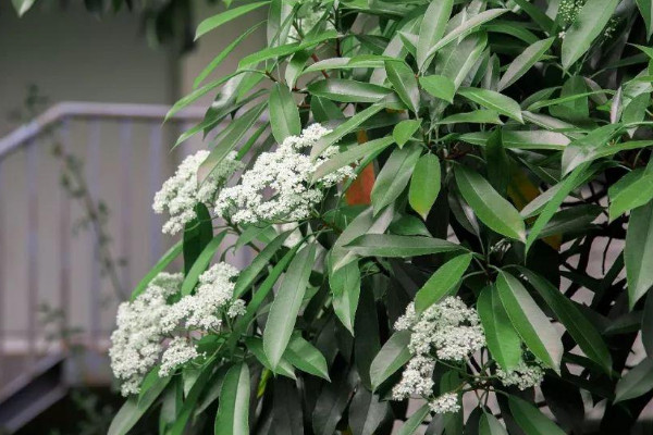 石楠花長什麼樣