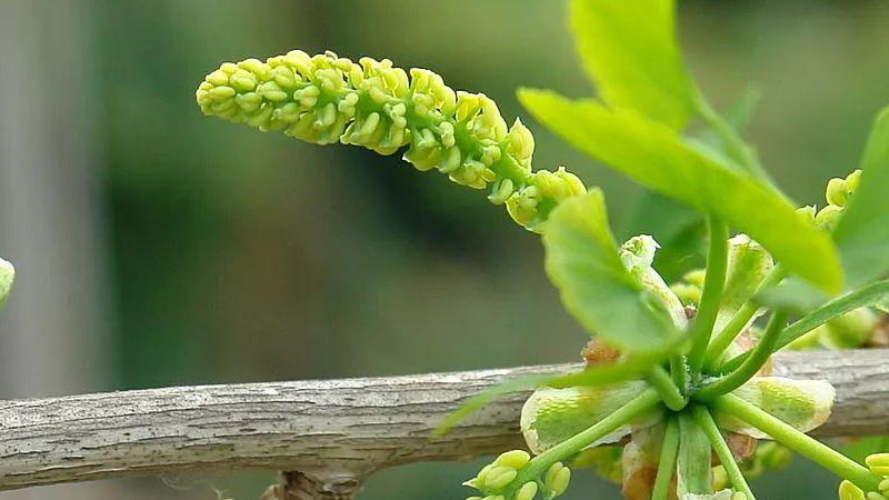 銀杏花長什麼樣