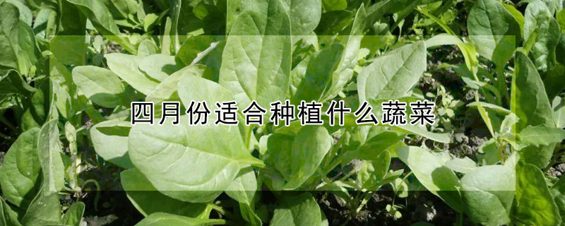 四月份適合種植什麼蔬菜