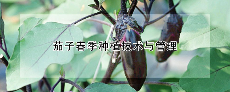 茄子春季種植技術與管理