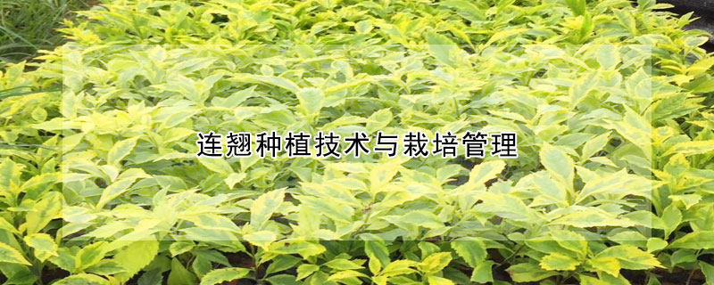 連翹種植技術與栽培管理