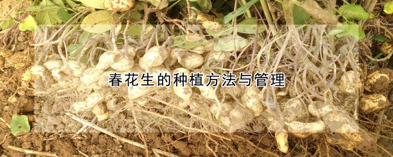 春花生的種植方法與管理