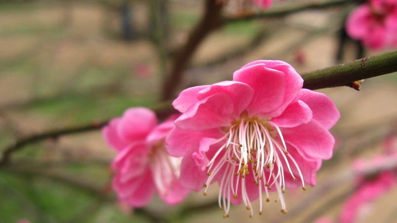 梅花長什麼樣