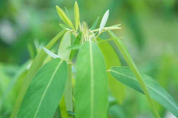 敏感植物是什麼花