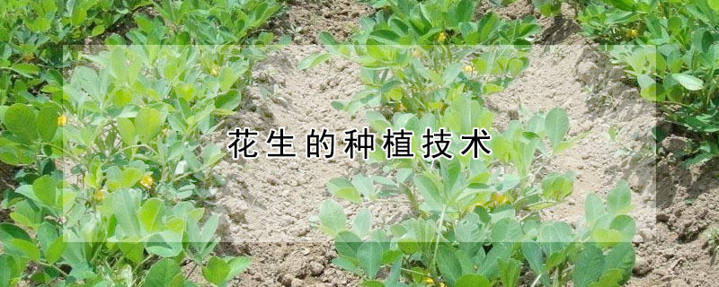 花生的種植技術