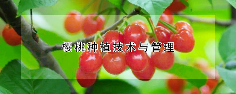 櫻桃種植技術與管理