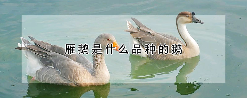 雁鵝是什麼品種的鵝