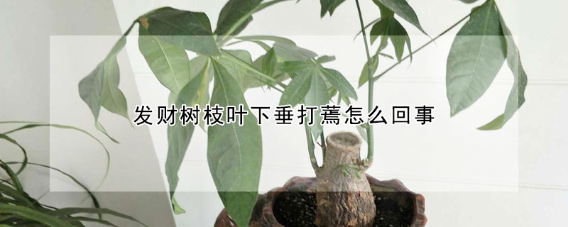 發財樹枝葉下垂打蔫怎麼回事