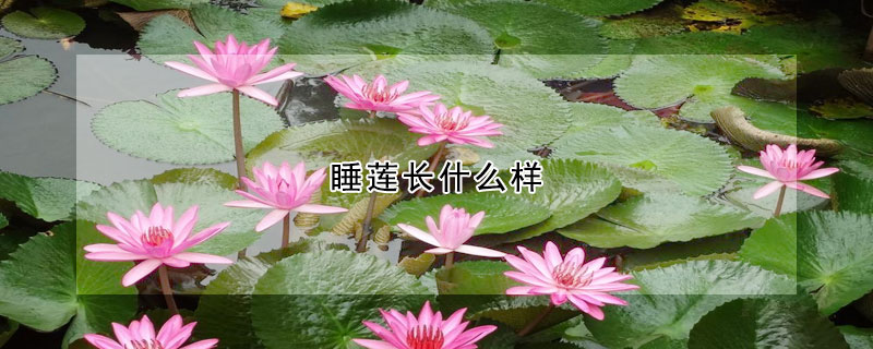 睡蓮長什麼樣