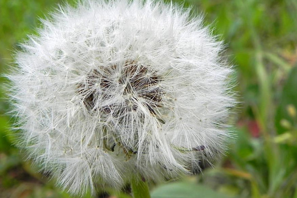 蒲公英草長什麼樣