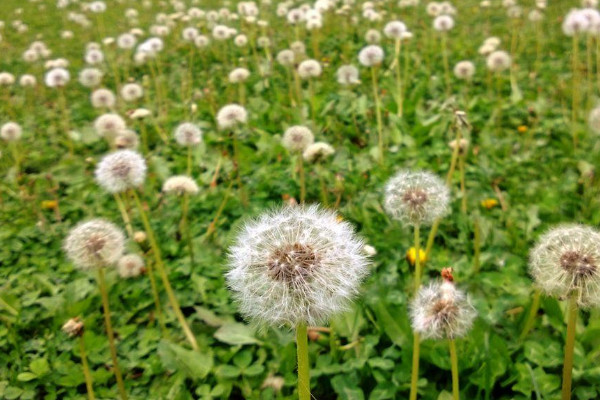 蒲公英草長什麼樣