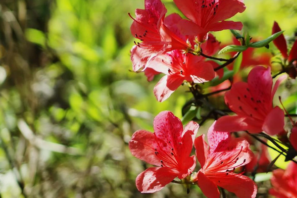 映山紅是什麼花