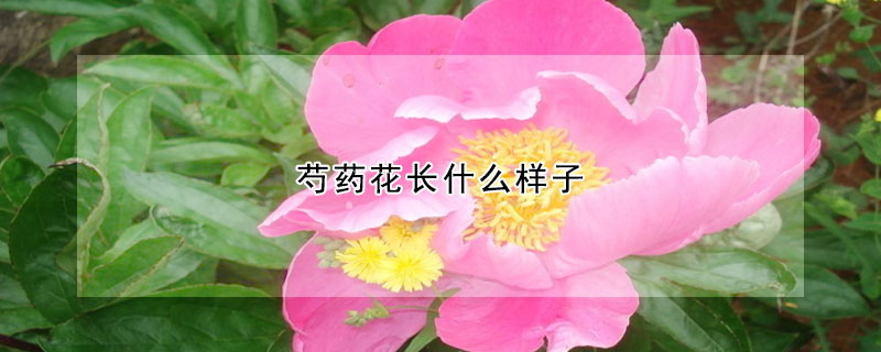 芍藥花長什麼樣子