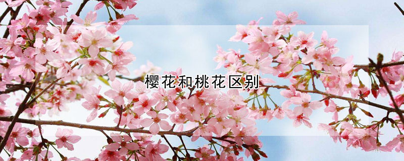 櫻花和桃花區別