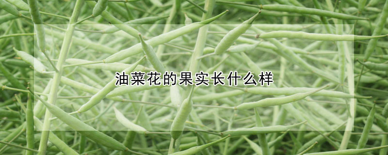 油菜花的果實長什麼樣