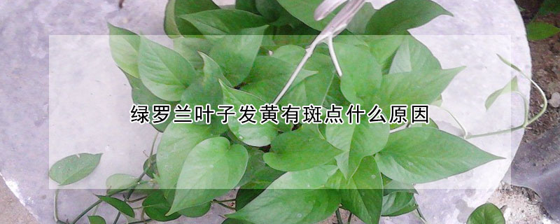 綠羅蘭葉子發黃有斑點什麼原因