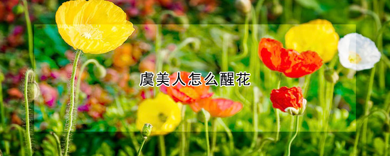 虞美人怎麼醒花