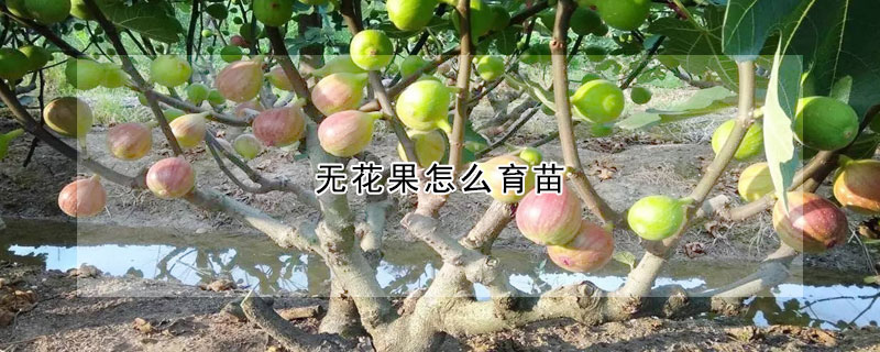 無花果怎麼育苗