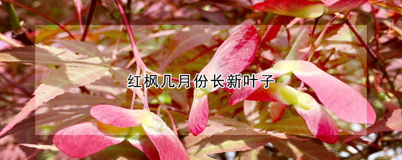 紅楓幾月份長新葉子