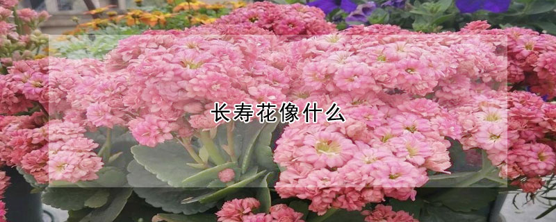 長壽花像什麼